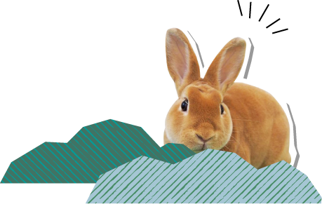 うさぎ