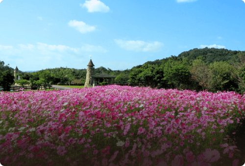 お花を鑑賞する