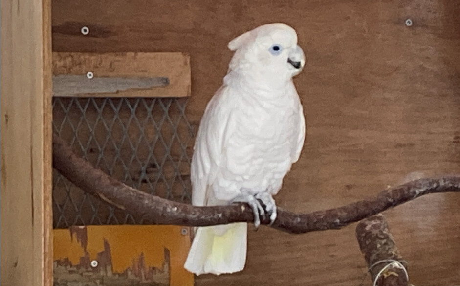 ソロモンオウム