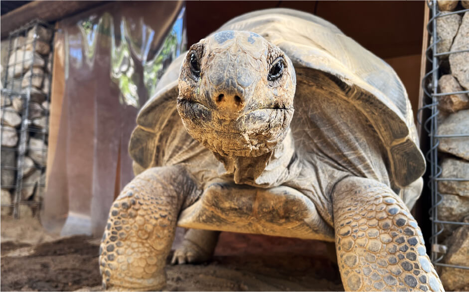 アルダブラゾウガメ