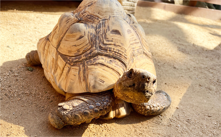 ヒョウモンガメ