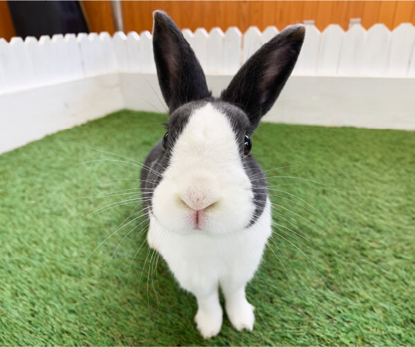 うさぎ