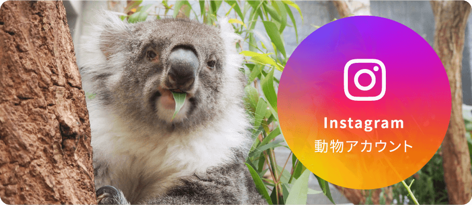 Instagram動物アカウント