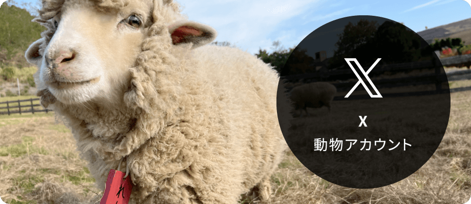 X動物アカウント