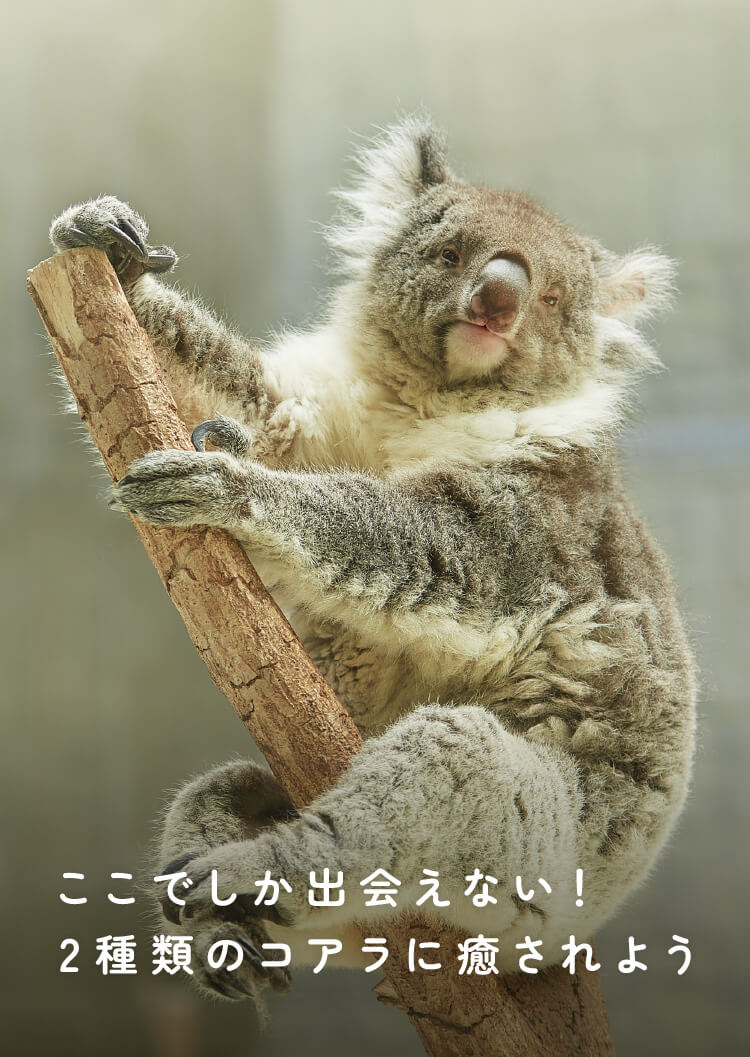 ここでしか出会えない！ 2種類のコアラに癒されよう